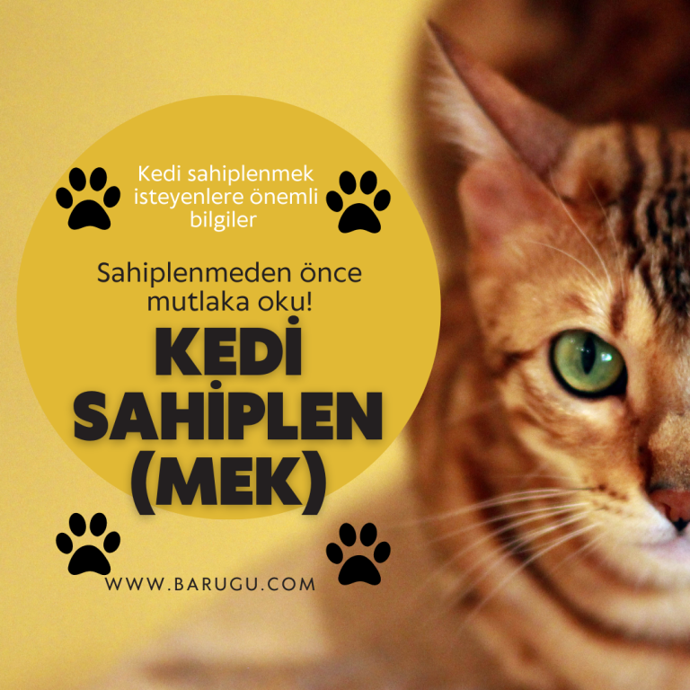 KEDİ SAHİPLENMEK İSTEYENLER DİKKAT!!!